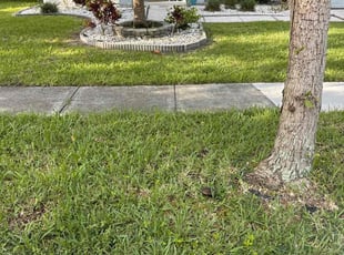Prathyusha D.'s grass cutting service result