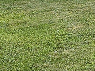 Valencia H.'s grass cutting service result