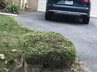 Jessica B.'s Bush Trimming service result