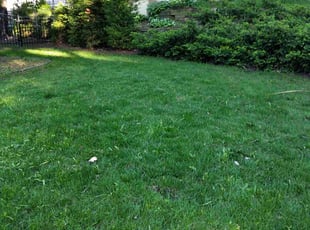 Andreus A.'s turf care service result