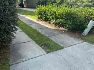 Freda P.'s turf care service result