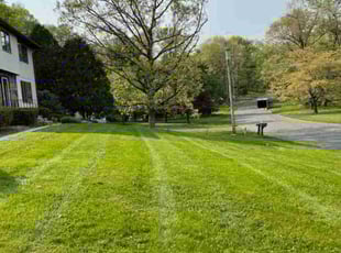 William K.'s grass cutting service result
