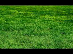 Valerie G.'s Bush Trimming service result