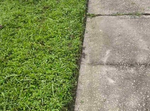 Maria M.'s turf maintenance service result