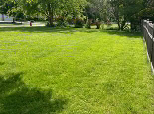 Dave W.'s lawn care service result