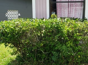 Justin C.'s Bush Trimming service result