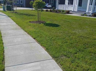 Codi R.'s turf care service result