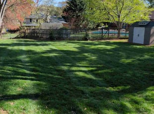Steve C.'s grass maintenance service result