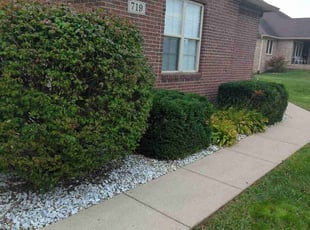 Morgan P.'s Bush Trimming service result