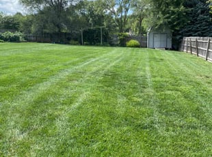 Tony A.'s grass maintenance service result