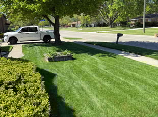 Aileen A.'s lawn maintenance service result