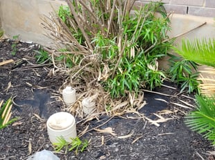 Rose Z.'s Bush Trimming service result