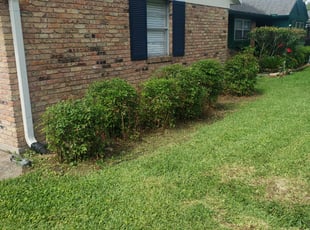 Dorothy R.'s Bush Trimming service result