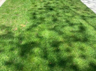 Susan W.'s grass maintenance service result