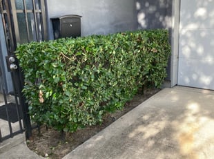 Loretta B.'s Bush Trimming service result