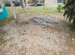 Taylor S.'s grass cutting service result