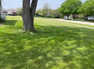 Brynn S.'s turf care service result