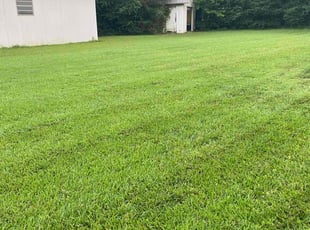 Sharon E.'s turf care service result
