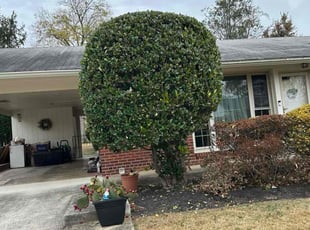 Jan B.'s Bush Trimming service result