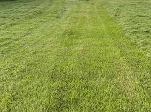 Connie M.'s grass cutting service result
