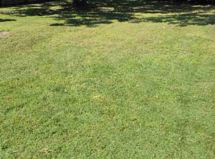 Roslyn H.'s lawn care services service result