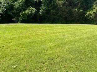 Brian G.'s lawn service service result