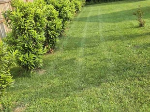 Robert C.'s grass cutting service result