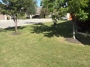 Erin K.'s turf care service result