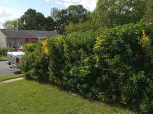 Dean E.'s Bush Trimming service result