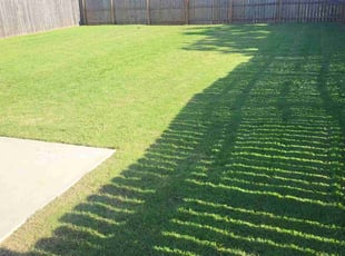 Madeline K.'s turf care service result