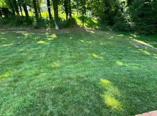Caroline S.'s grass cutting service result