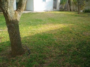 Susan W.'s lawn care service result