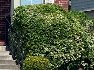 Rhonda A.'s Bush Trimming service result