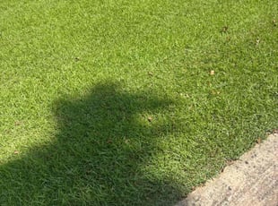 Tami S.'s grass maintenance service result