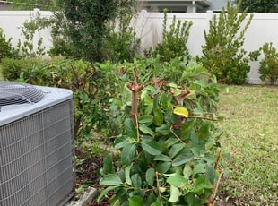 Michael T.'s Bush Trimming service result