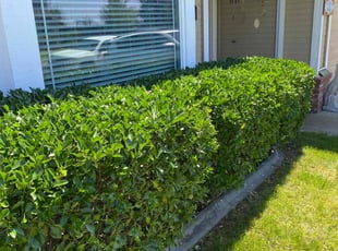 Alexander M.'s Bush Trimming service result