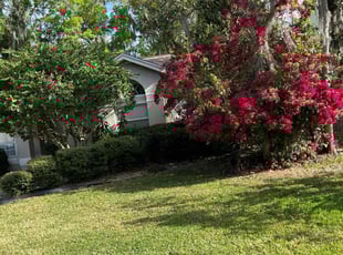 Donna G.'s Bush Trimming service result