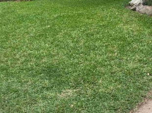 Kourtney A.'s lawn care service result