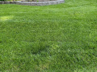 Kim P.'s turf maintenance service result