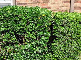 Hannah H.'s Bush Trimming service result