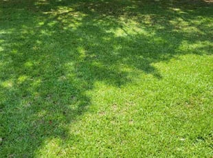 Susan S.'s grass cutting service result