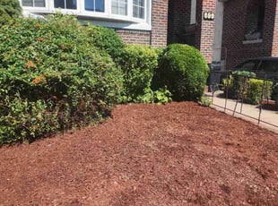 Kenya S.'s grass maintenance service result