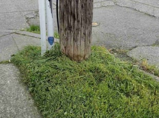 Keia D.'s grass maintenance service result