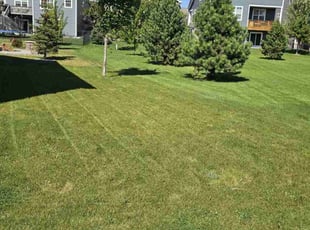 James H.'s turf care service result