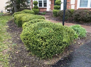 Terri B.'s Bush Trimming service result