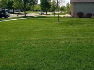 Nancy M.'s turf care service result