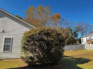 Bridgette R.'s Bush Trimming service result
