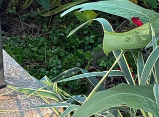 Alejandro E.'s Flower Bed Weeding service result