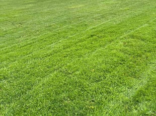 Jason H.'s turf care service result