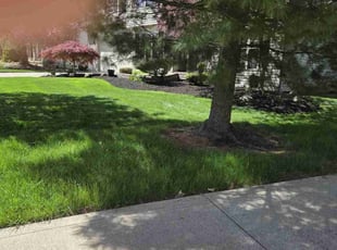 Melissa G.'s lawn care service result